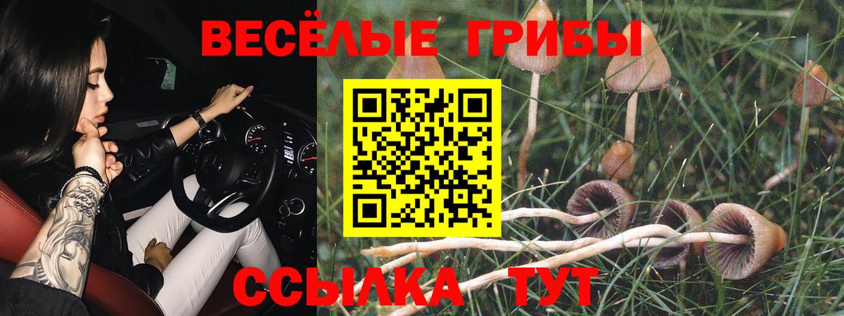 Кстово  Галлюциногенные грибы Psilocybine cubensis  Вход с VPN 